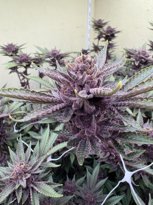 Trop Cherry. Week 18