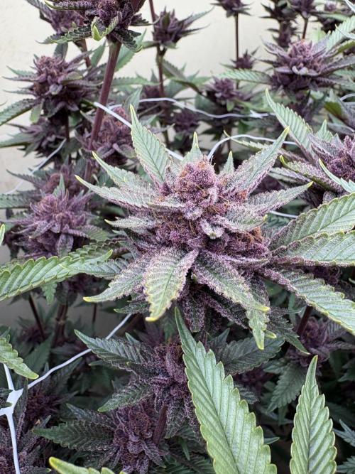 Trop Cherry. Week 18