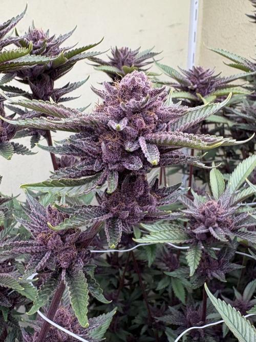 Trop Cherry. Week 18