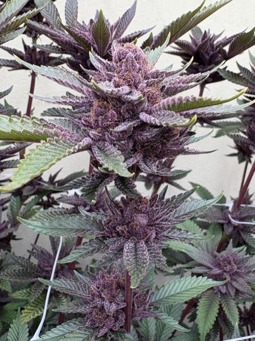 Trop Cherry. Week 18