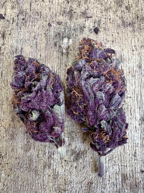 Trop Cherry. Week 19