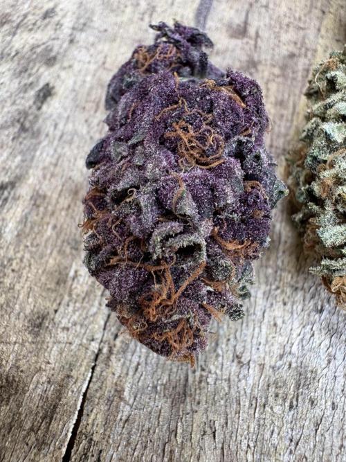 Trop Cherry. Week 19