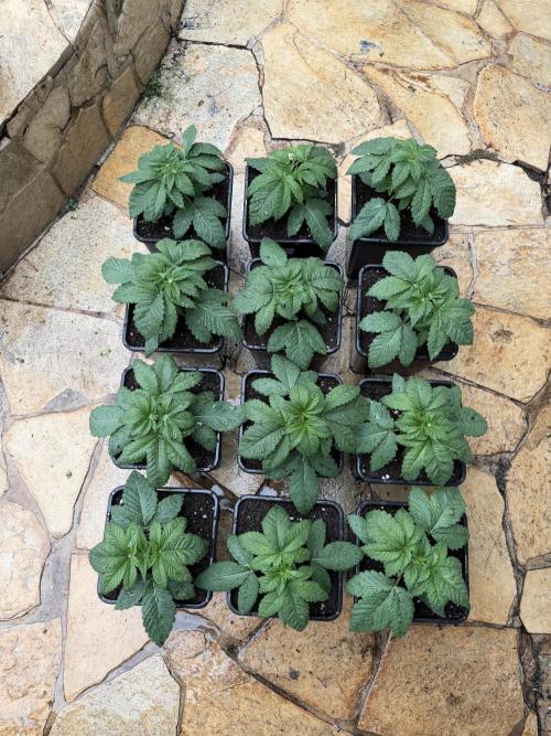 Sweet Biker Regular. Week 3 - Replantadas