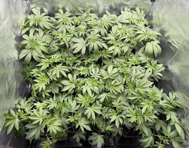Sweet Biker Regular. Week 6 - 11 dias de 12/12. De 12 plantas 3 se mostraram macho por enquanto. 