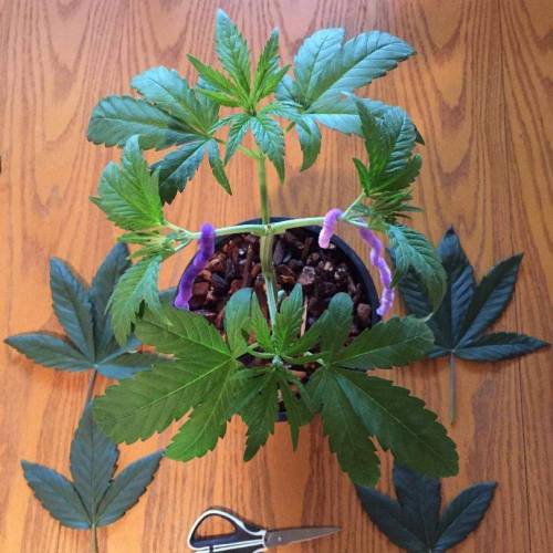 Honey Mints. Week 4
