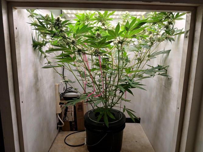 Nine Leaf Clover Clones. Week 6