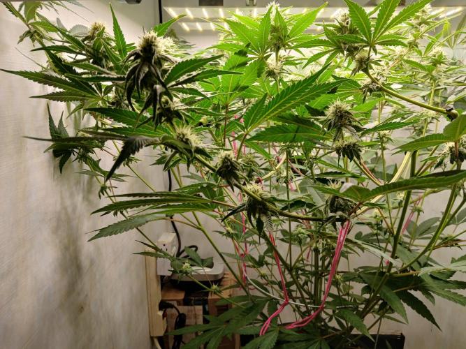 Nine Leaf Clover Clones. Week 6