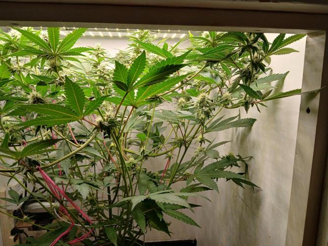 Nine Leaf Clover Clones. Week 6