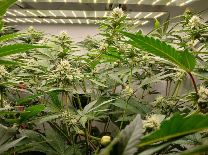 Nine Leaf Clover Clones. Week 6