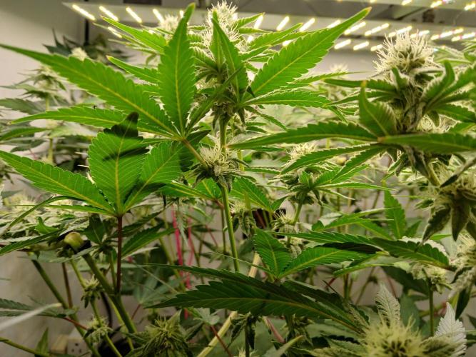 Nine Leaf Clover Clones. Week 6