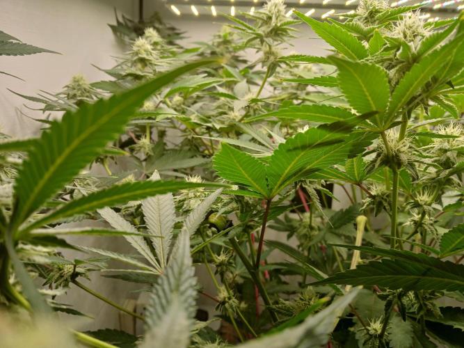 Nine Leaf Clover Clones. Week 6