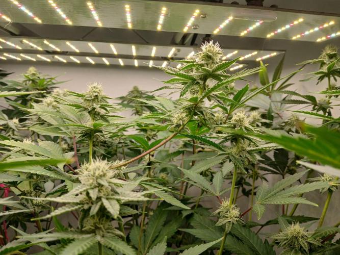 Nine Leaf Clover Clones. Week 6