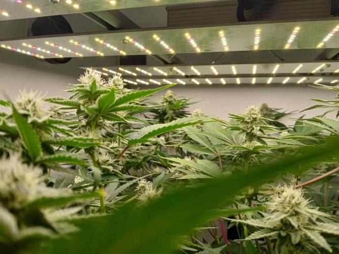 Nine Leaf Clover Clones. Week 6