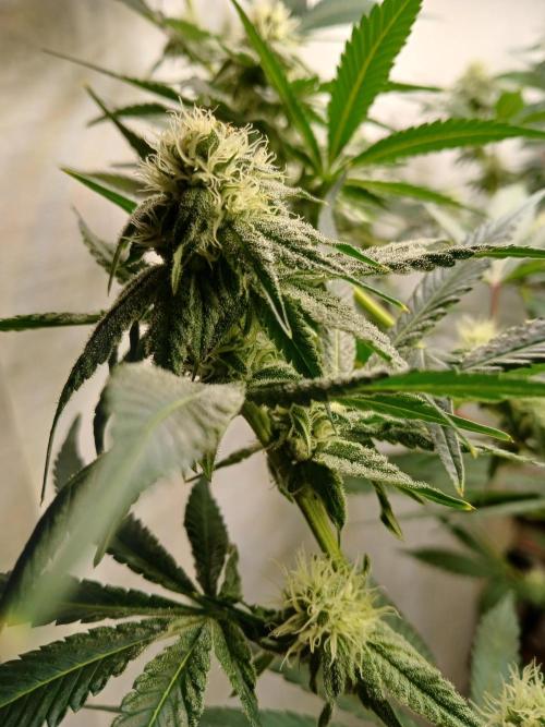 Nine Leaf Clover Clones. Week 6