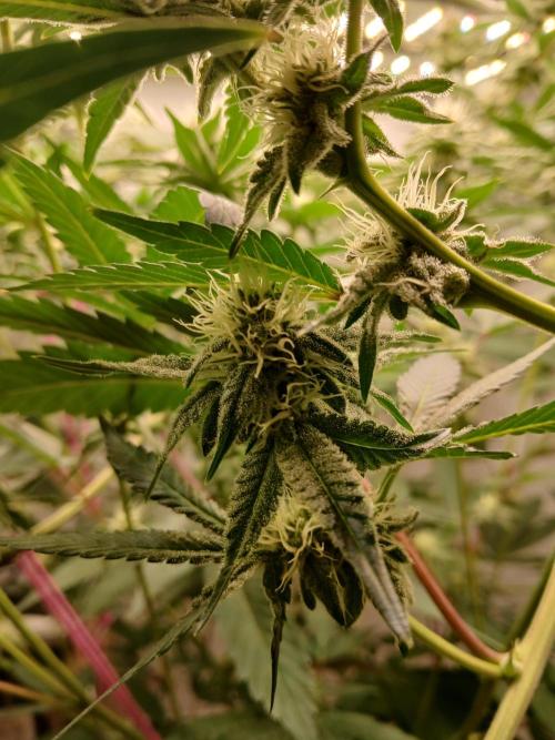 Nine Leaf Clover Clones. Week 6