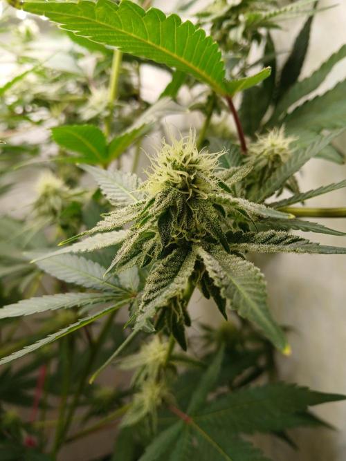 Nine Leaf Clover Clones. Week 6