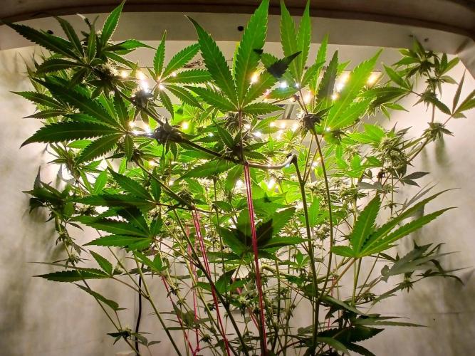 Nine Leaf Clover Clones. Week 6