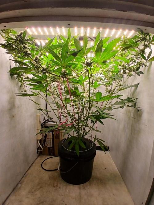 Nine Leaf Clover Clones. Week 6