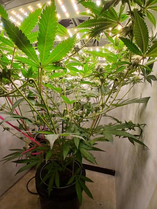 Nine Leaf Clover Clones. Week 6