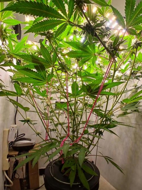 Nine Leaf Clover Clones. Week 6