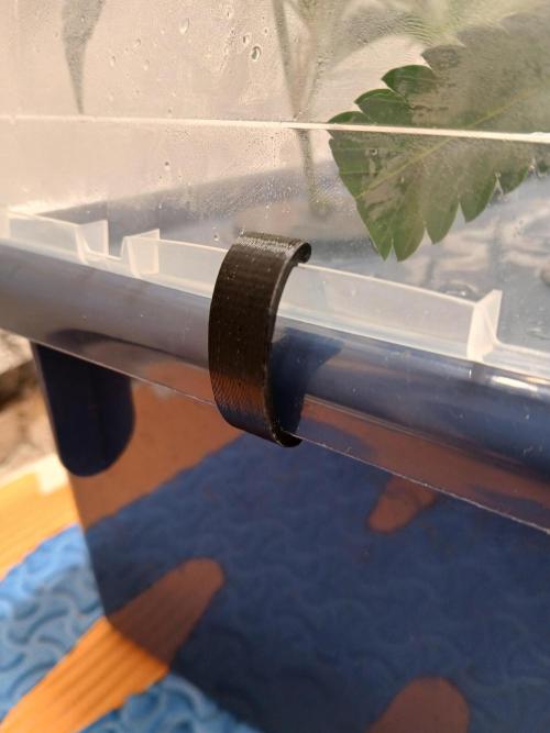 Nine Leaf Clover Clones. Week 7