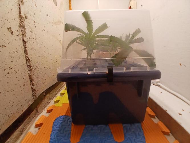 Nine Leaf Clover Clones. Week 7