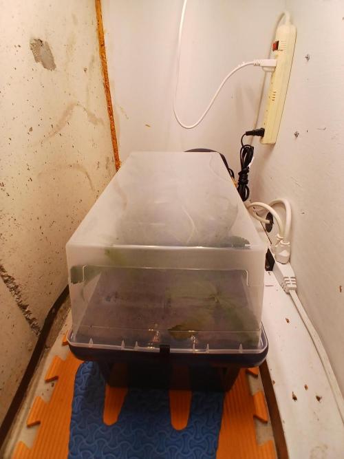 Nine Leaf Clover Clones. Week 7