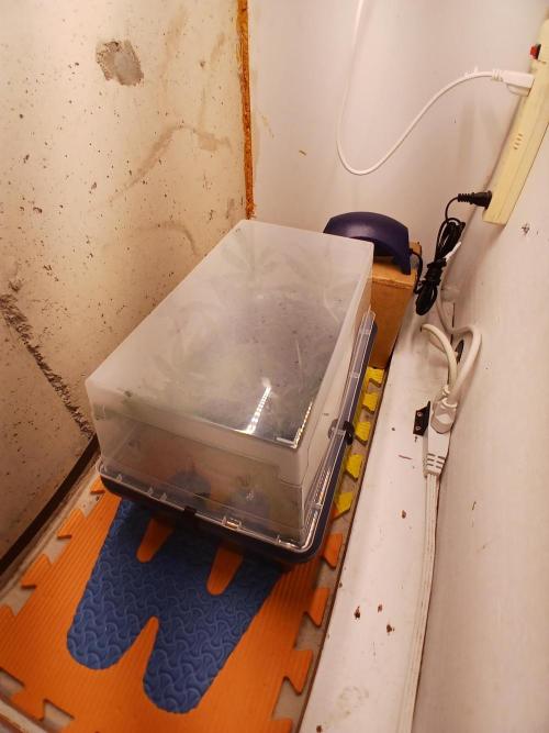 Nine Leaf Clover Clones. Week 7