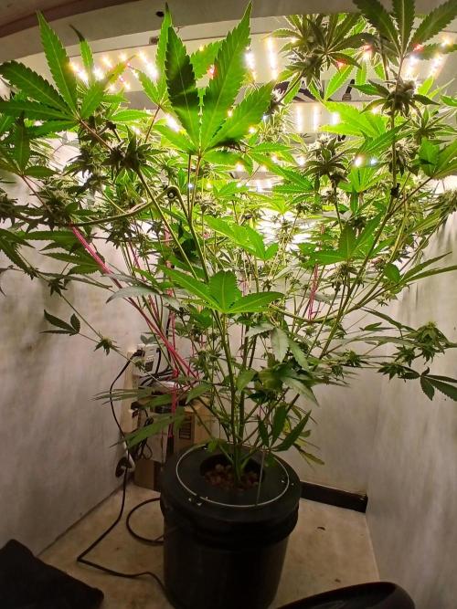 Nine Leaf Clover Clones. Week 7