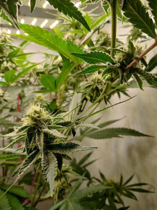 Nine Leaf Clover Clones. Week 7