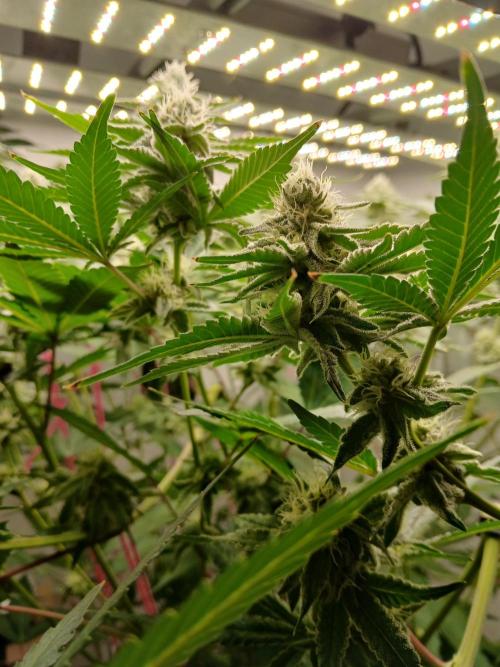 Nine Leaf Clover Clones. Week 7