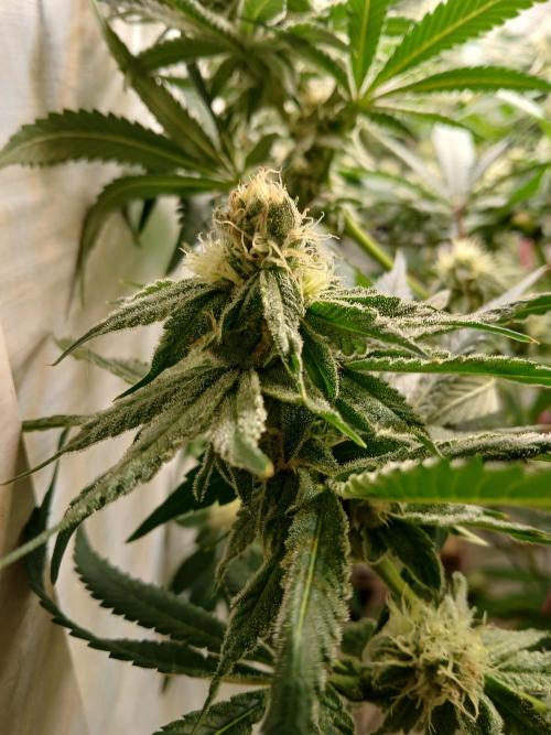 Nine Leaf Clover Clones. Week 7