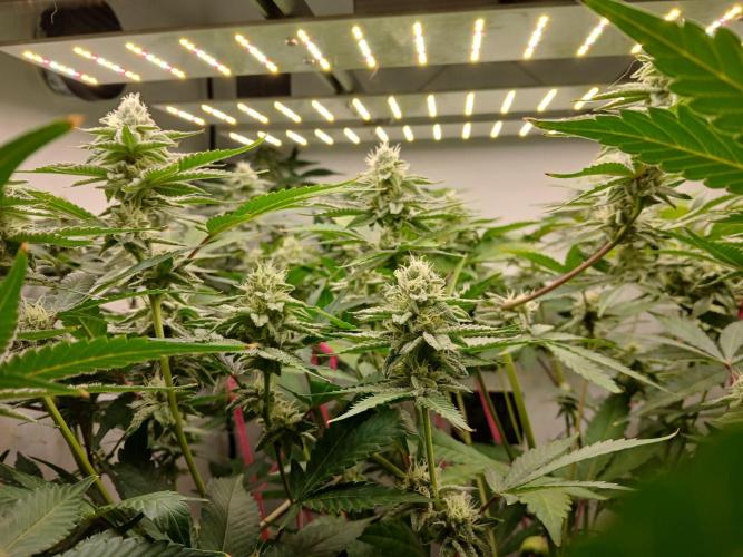 Nine Leaf Clover Clones. Week 7