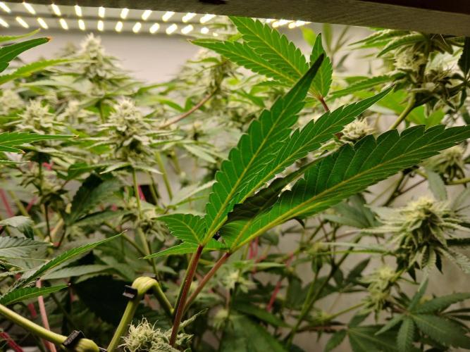 Nine Leaf Clover Clones. Week 7