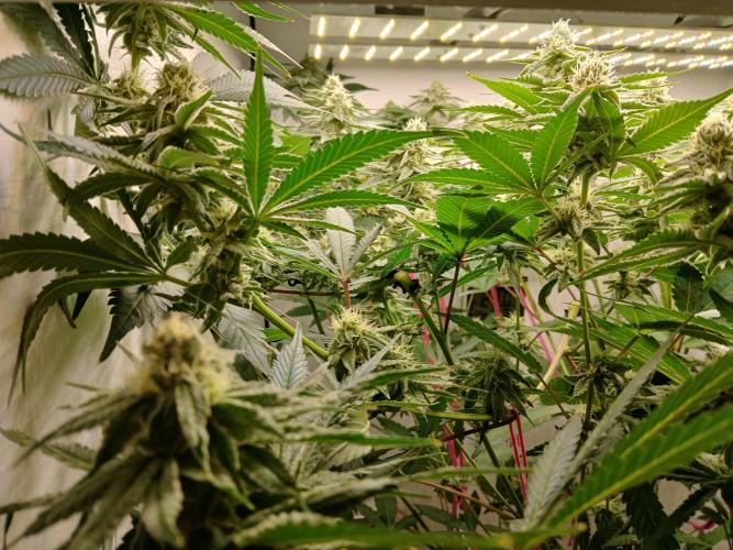 Nine Leaf Clover Clones. Week 7