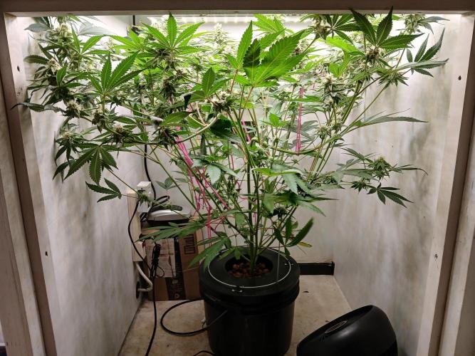 Nine Leaf Clover Clones. Week 7