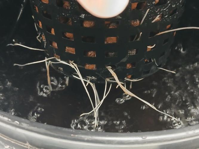 Nine Leaf Clover Clones. Week 7