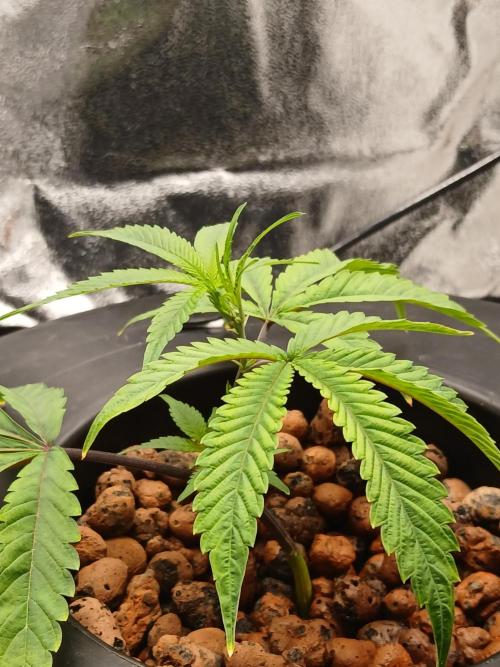 Nine Leaf Clover Clones. Week 7