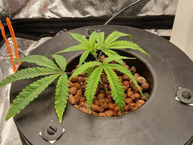 Nine Leaf Clover Clones. Week 7