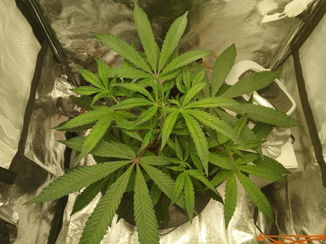 Nine Leaf Clover Clones. Week 9 - New Mother