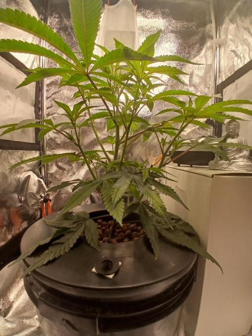 Nine Leaf Clover Clones. Week 9 - M1