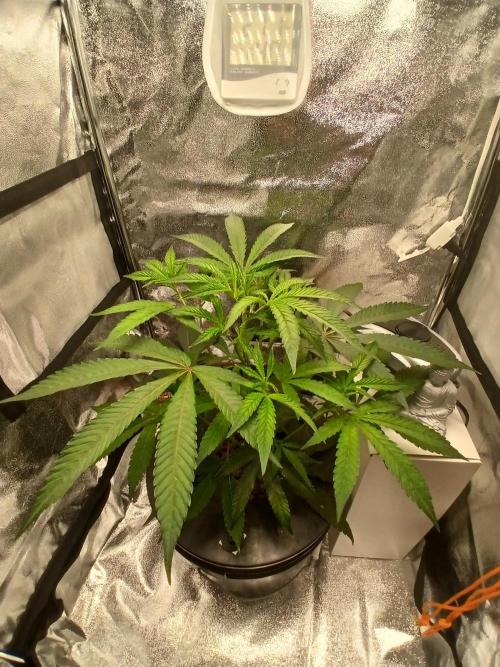 Nine Leaf Clover Clones. Week 9 - M1