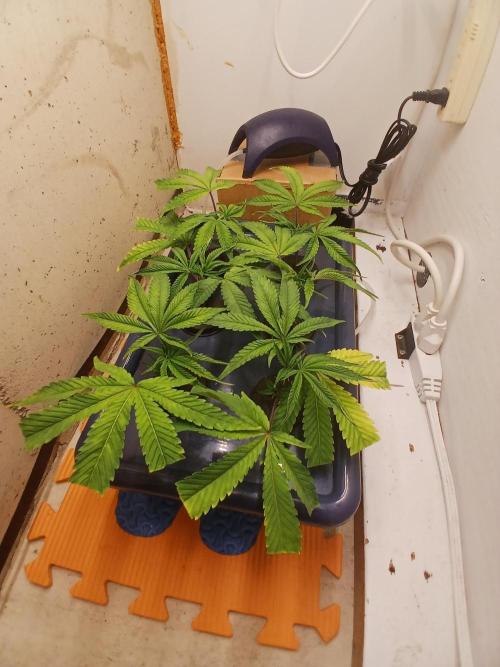 Nine Leaf Clover Clones. Week 9 - Clones