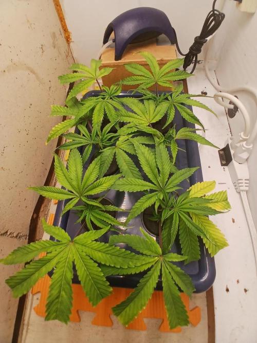 Nine Leaf Clover Clones. Week 9