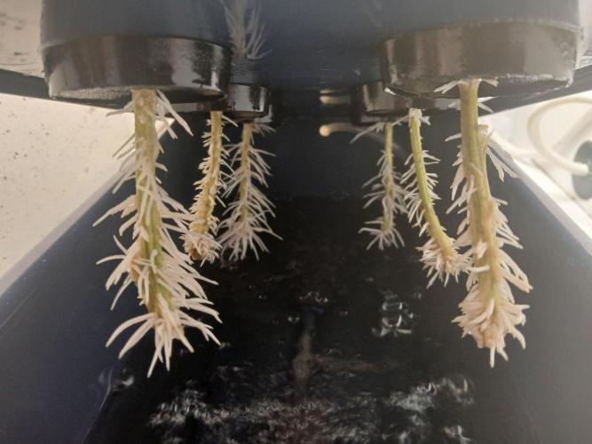 Nine Leaf Clover Clones. Week 9 - Day 14 Roots