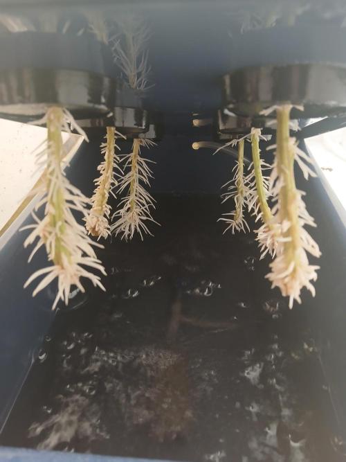 Nine Leaf Clover Clones. Week 9