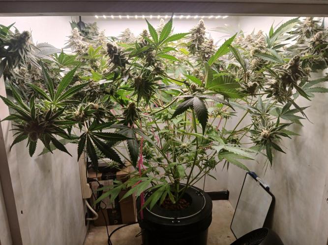 Nine Leaf Clover Clones. Week 9 - Flower