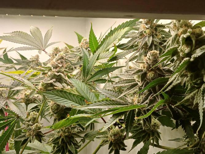 Nine Leaf Clover Clones. Week 9 - F1