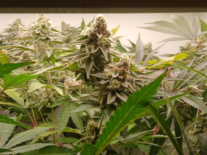 Nine Leaf Clover Clones. Week 9 - F1