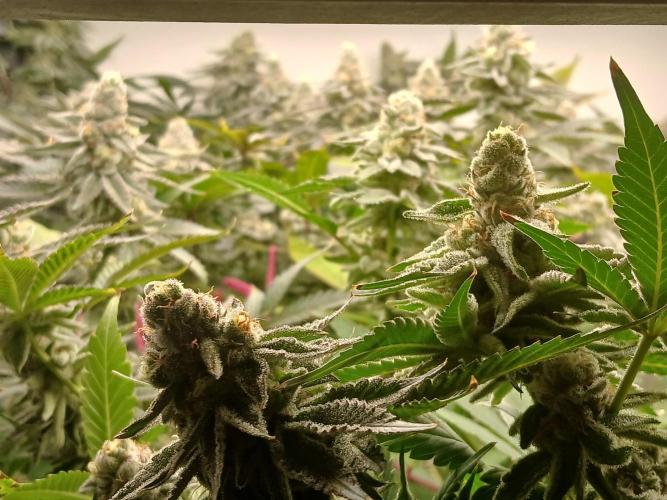 Nine Leaf Clover Clones. Week 9 - F1